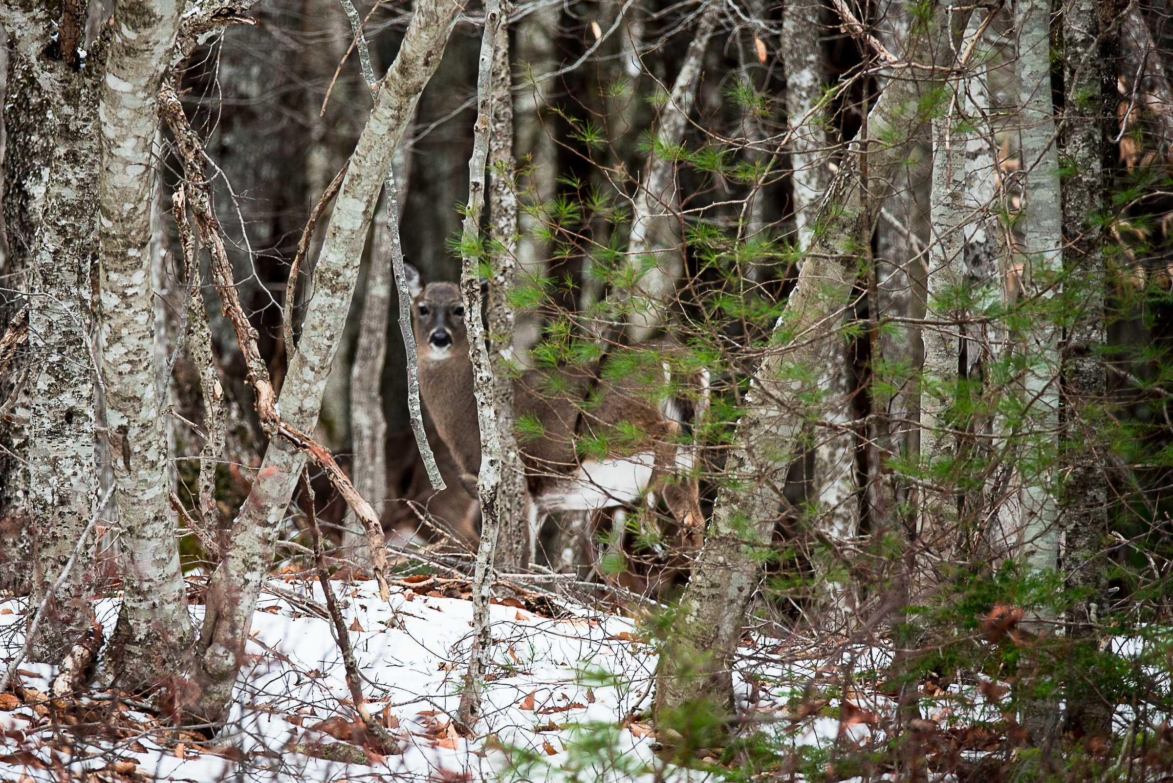 _mll5657 nova scotia