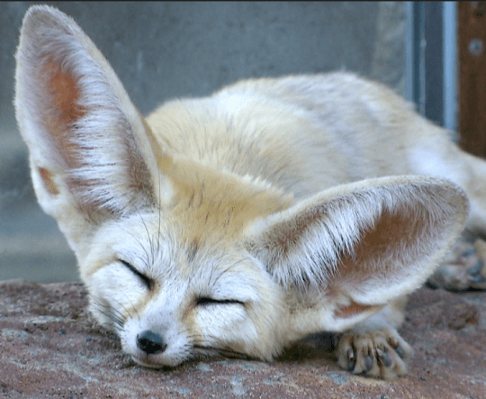 fennec fox