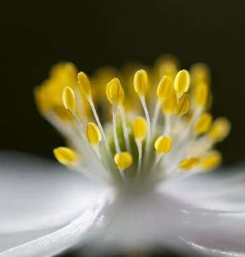 ]flower,anemone by Keartona on Flickr