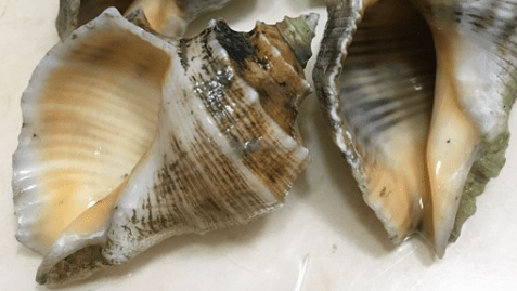 shells1