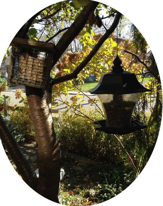 2013-10-29 oct 29 021