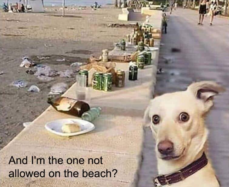 dog on beach