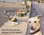 dog on beach