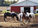 horses may 2019a