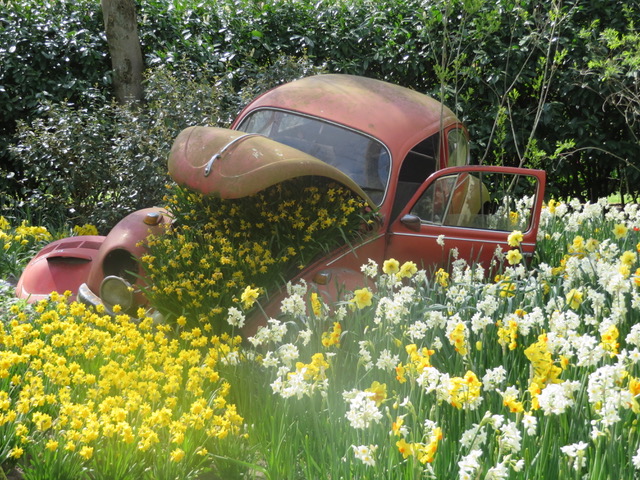 IMG_2112 beetle sent may 26