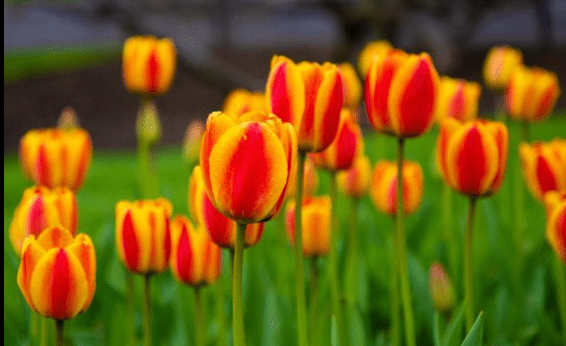 tulips by Chris