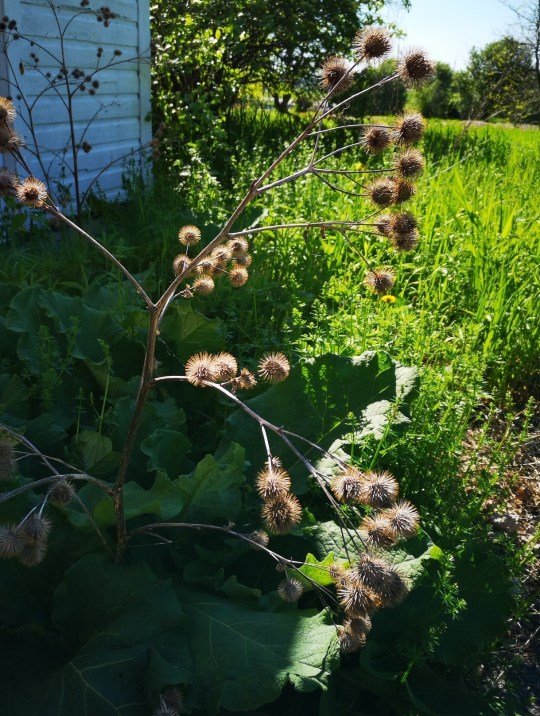 IMG_20190608_091914_resized_20190608_072328198