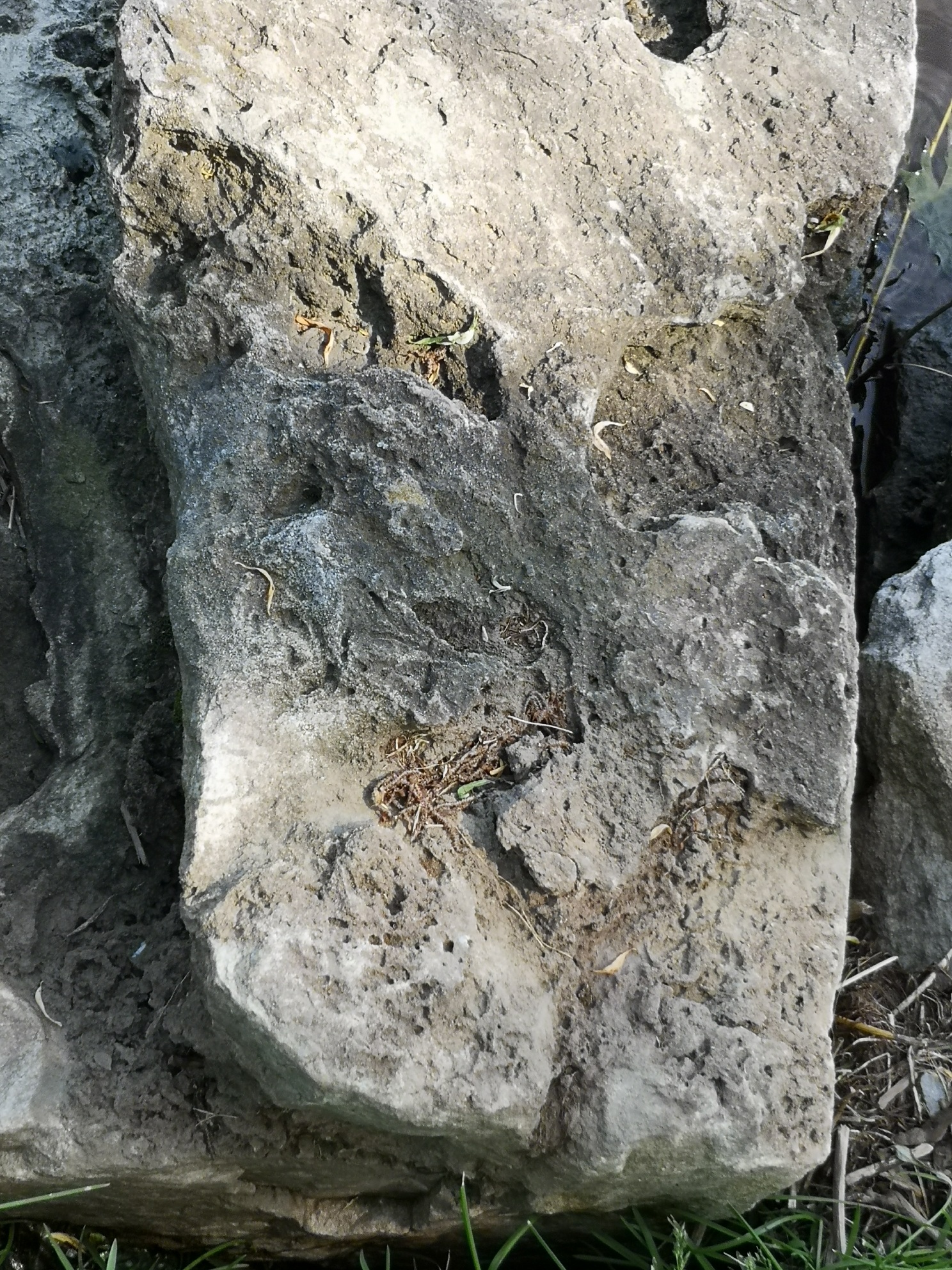 lakeshore along the shore