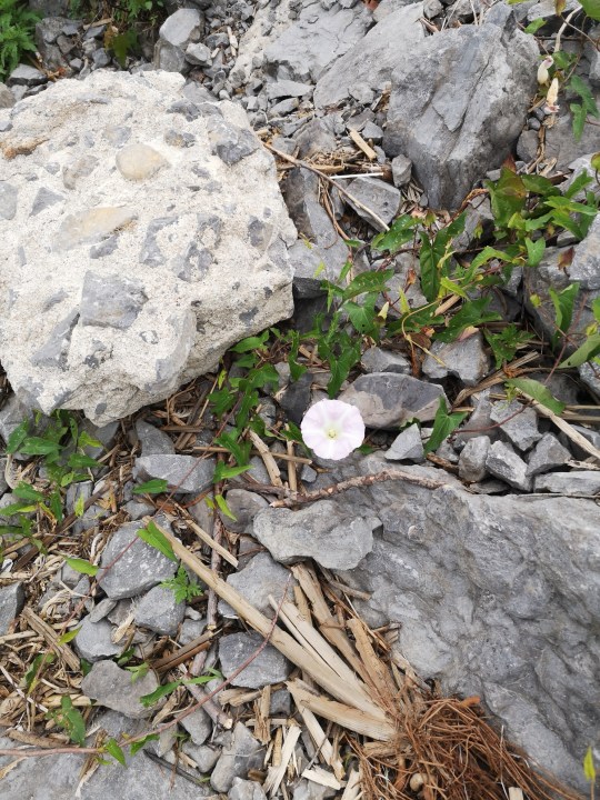 IMG_20190717_124826_resized_20190717_023403442