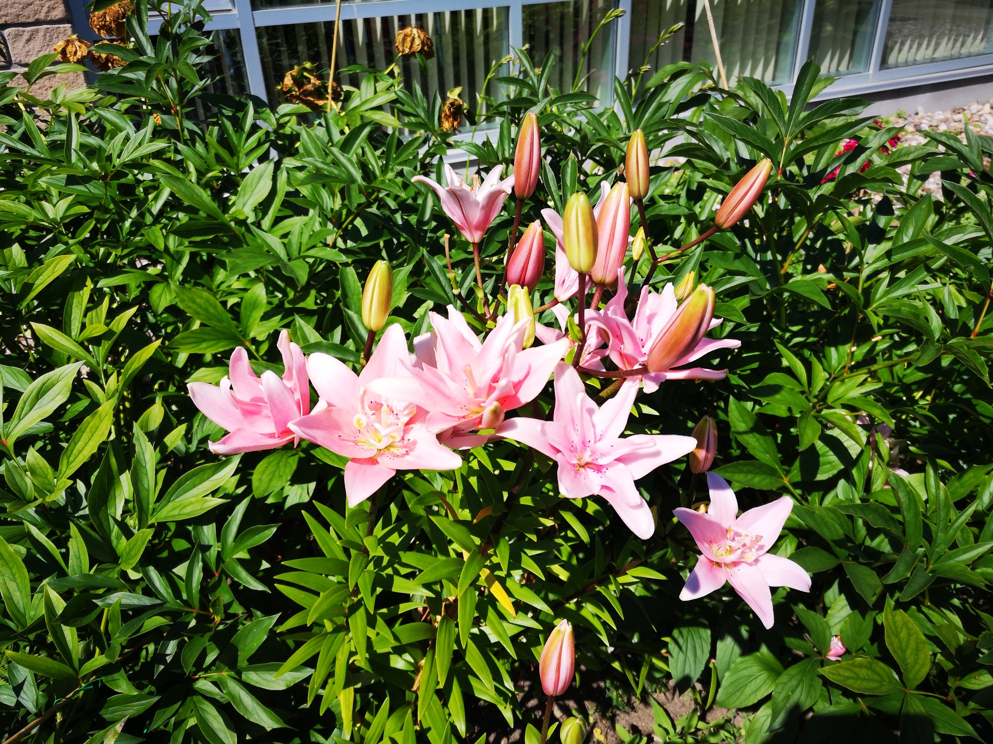 IMG_20190718_103909_BURST001_COVER_resized_20190718_012425725