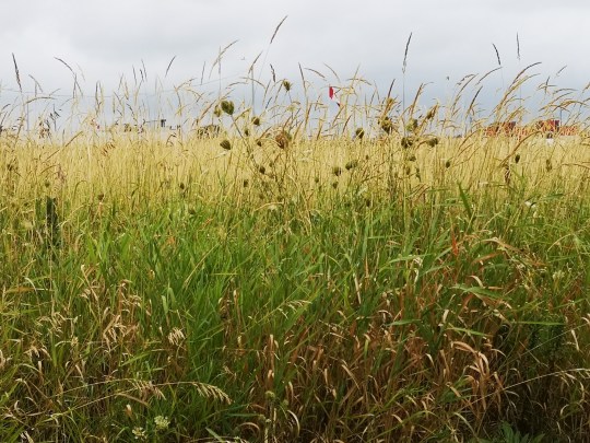 IMG_20190817_103046_resized_20190817_030300314