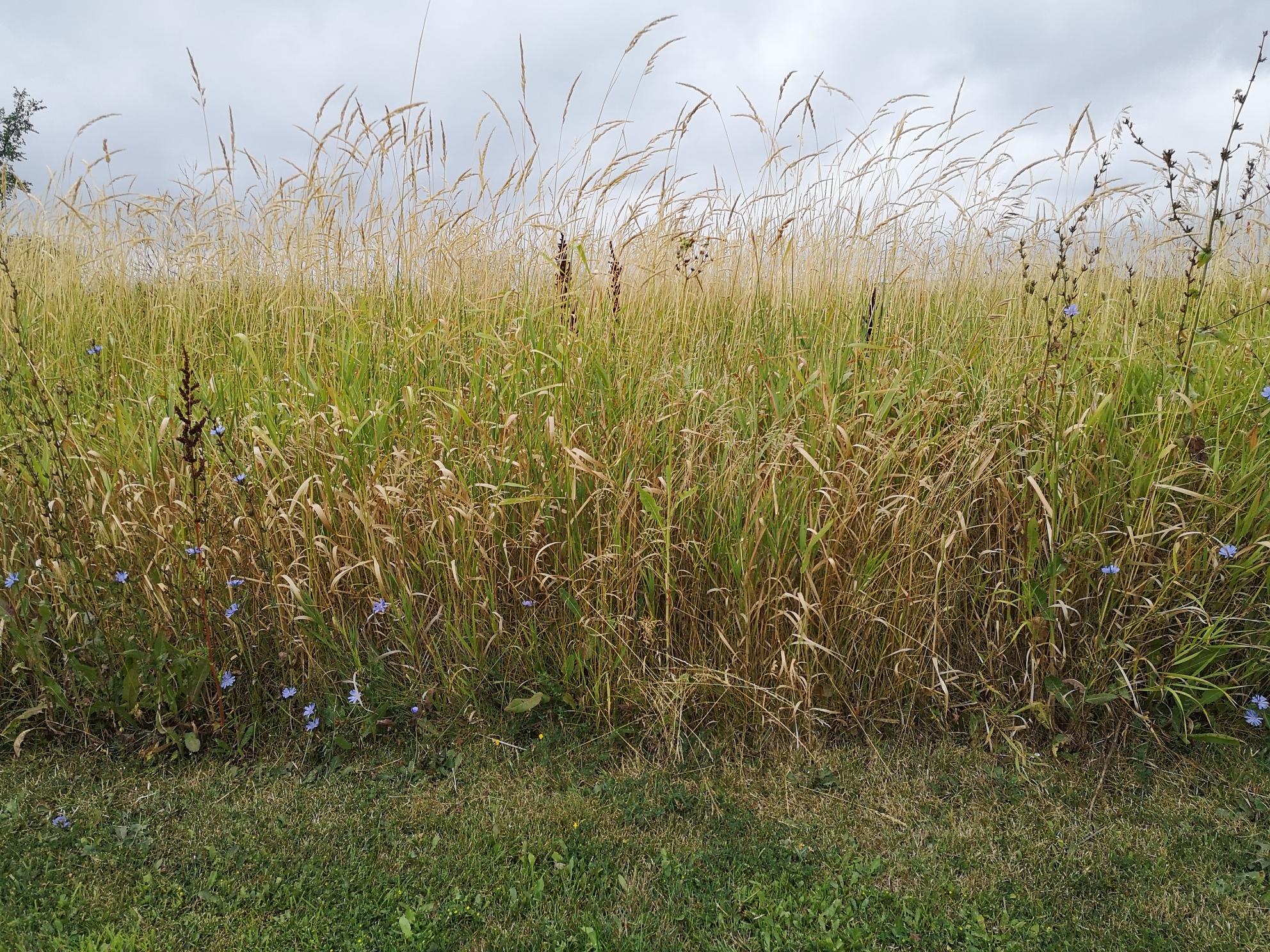 IMG_20190817_103152_resized_20190817_030258735