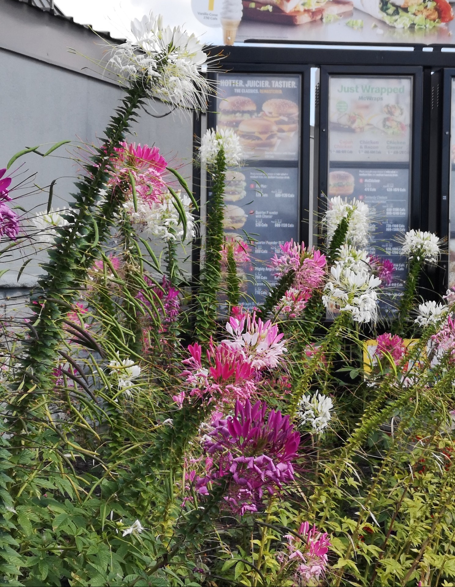 IMG_20190823_110400_BURST001_COVER_resized_20190824_072043578