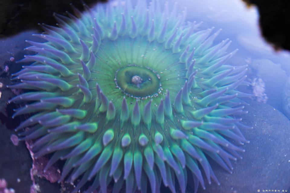 Radianthus Simplex 8.24 | dymoonblog