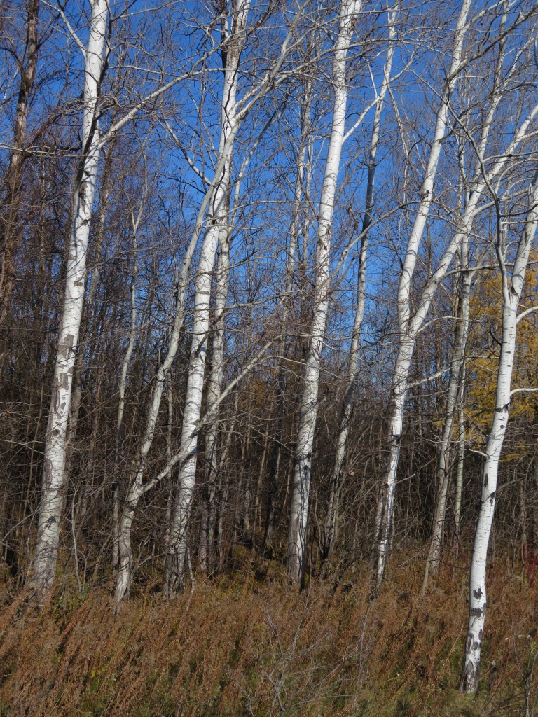 hot to tap a birch tree